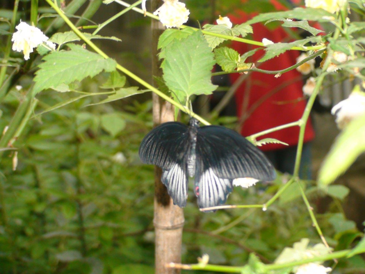 dsc00420
